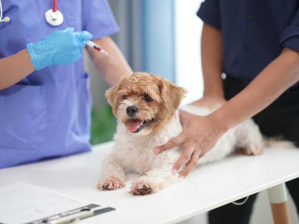 Image FM1751 - Auxiliaire-specialise-e-veterinaire